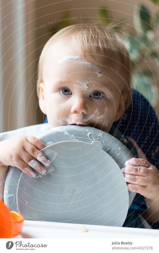 13 Monate altes Baby hält Teller und leckt ihn nach dem Essen Joghurt; unordentliches Gesicht und Hände, wie sie selbst füttert babygeführte Entwöhnung