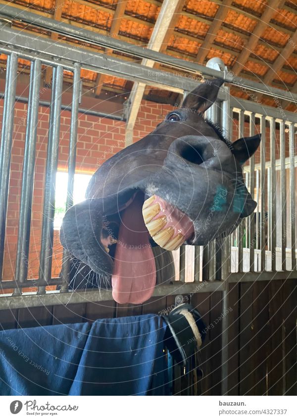 morgääähn. Pferd Morgen gähnen Müdigkeit Tier Farbfoto 1 Haustier Tierporträt Menschenleer Maul Tiergesicht Tag Gebiss Zunge schreien
