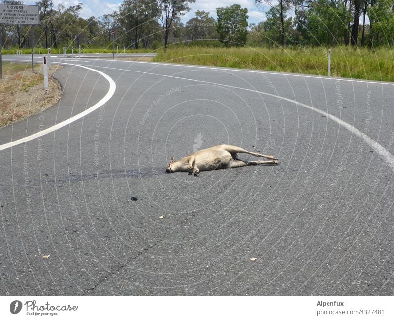 totes Känguru - auf der Straße.Es hat wohl - nicht links rechts geschaut Känguruh Tier Totes Tier Außenaufnahme Tod überfahren Wildtier Farbfoto Menschenleer