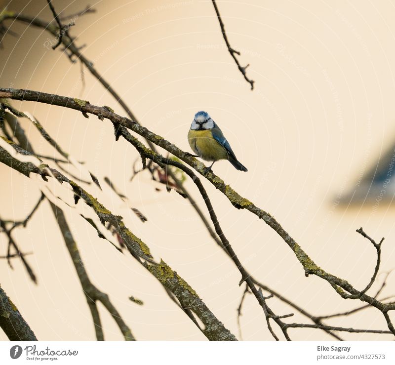 Blaumeise im Baum Vogel Natur Meisen Umwelt Tierporträt blau Menschenleer Schwache Tiefenschärfe Textfreiraum rechts