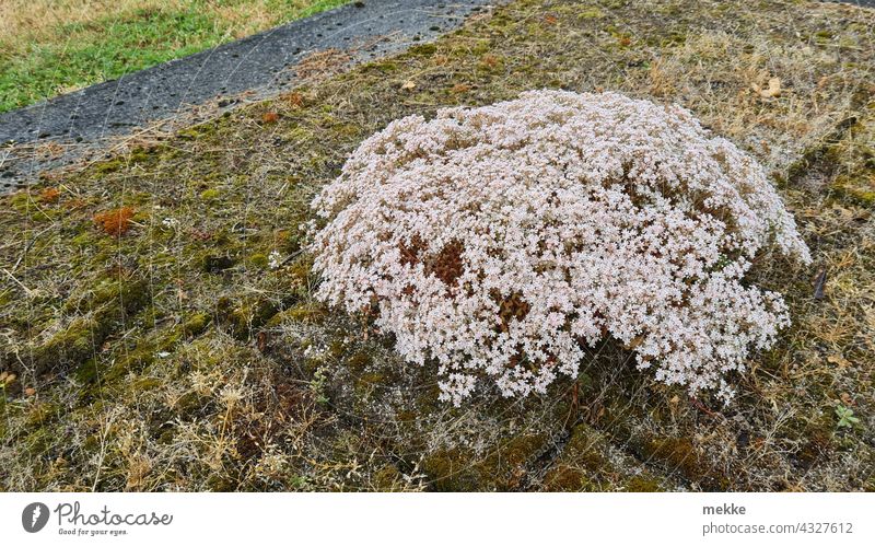 Weißer Mauerpfeffer auf einer moosbedeckten Betonfläche Pflanze Natur urban Moos Umwelt Blüten Stauden Blume Garten Sommer Blühend rund weiß vertrocknet