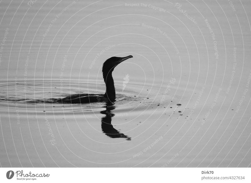 Kormoran schwarz-weiß schwimmen schwimmend Wasservogel Vogel Tier Natur Außenaufnahme See Umwelt Schwimmen & Baden Menschenleer Im Wasser treiben Teich Tag