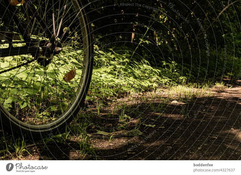 Das Hinterrad eines Fahrrades lässt den Blick frei auf eine lichtdurchflutete kleine Waldlichtung und den Rand eines Waldweges Fahrradfahren Freizeit & Hobby
