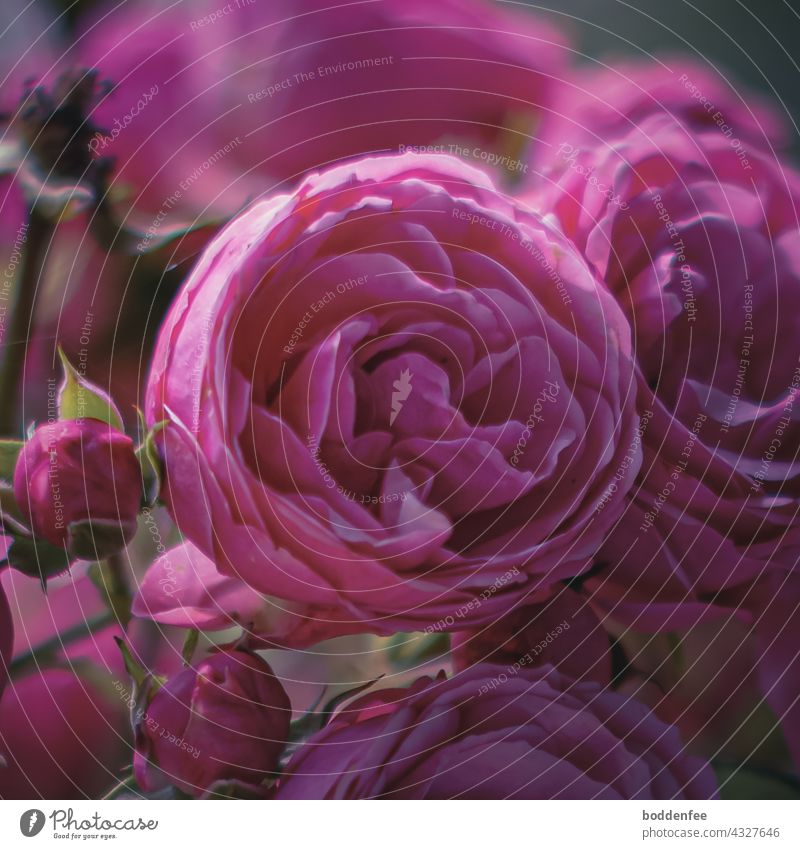 eine halb geöffnete Blüte einer Beetrose im Focus, pinkfarben Rosenblüten Rosenbblütenstand fokussiert Natur Nahaufnahme