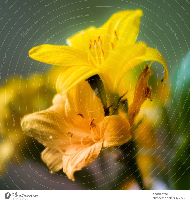 drei Blühstadien einer gelben Taglilie: voll erblüht, Beginn der Welke und verblüht, Nahaufnahme, verschwommener Hintergrund, Hauptfarben sind grün, gelbgrün und gelb