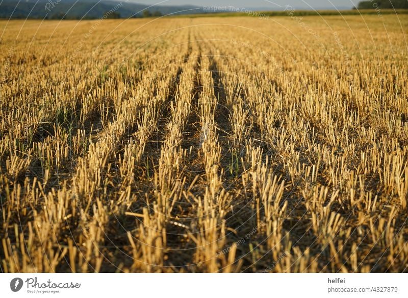 Abgeerntetes, abgemähtes Getreide Feld im Hochsommer im Detail mit Bergen und blauem Himmel im Hintergrund Kornfeld stachelig Ackerbau Felder Sommer