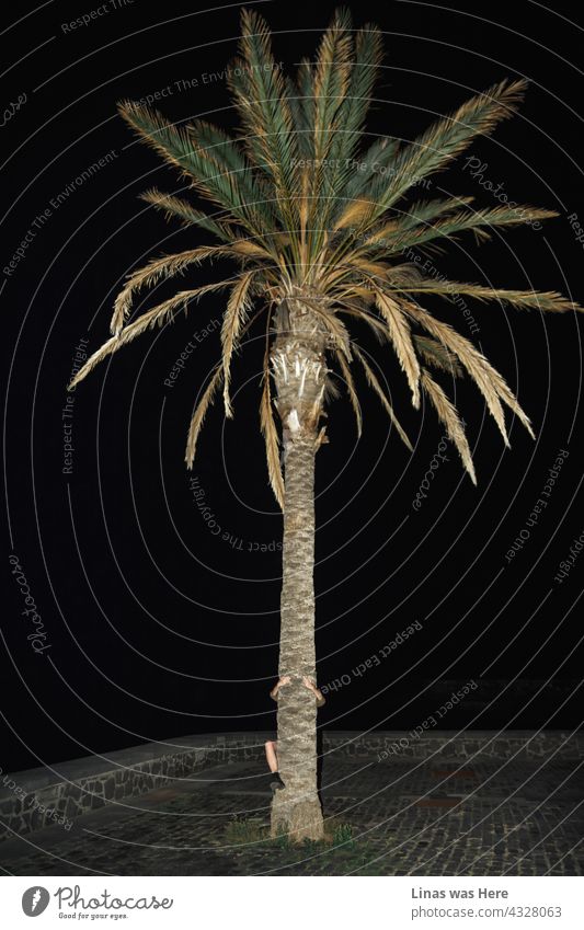Eine Reise nach Teneriffa ist immer eine gute Idee. Man kann den ganzen Tag und die ganze Nacht hohe Palmen umarmen, so wie es unser Model auf diesem Bild tut. Nur ihr hübsches langes Bein und ihre Hände sind unter einer Palme zu sehen.