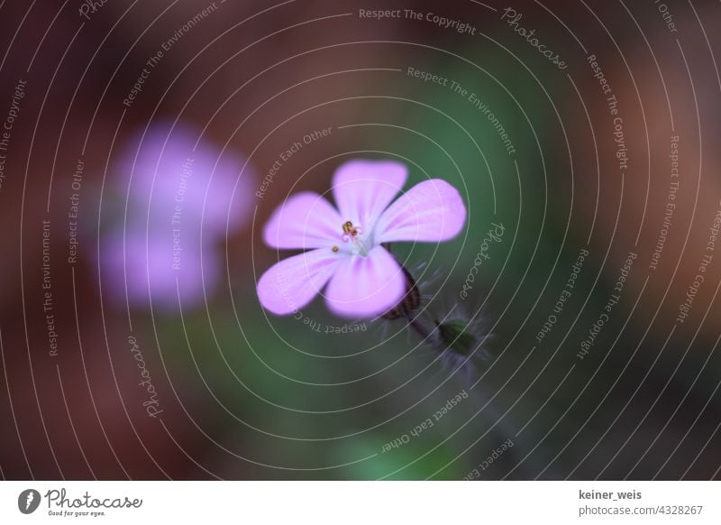 Lila Blume im Garten oder die Blüte des Storchschnabel lila einzeln Unschärfe geringe Tiefenschärfe Querformat Wildnis Botanik violett Natur Pflanze