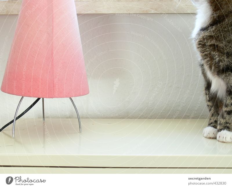 geschickt das modelrelease umgangen :) Häusliches Leben Wohnung Lampe Tisch Raum Tier Haustier Katze Fell Pfote hocken warten hell weich rosa weiß Geborgenheit