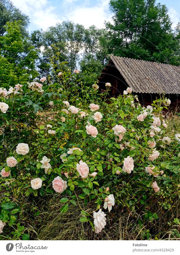Hier lebte wohl mal Schneeweißchen. Der Garten dieses Lost Places war sehr mit diesen wundervollen Rosen verwildert. Blume Blüte Natur Sommer Pflanze Farbfoto