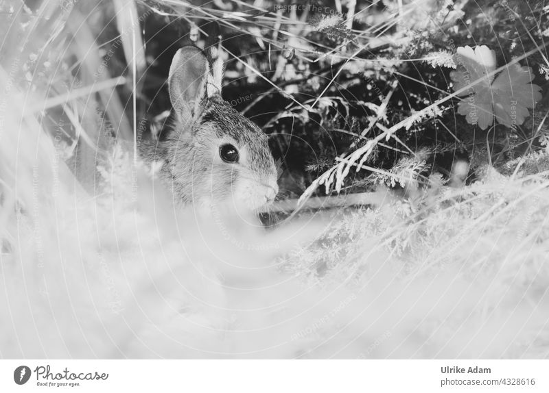 Parktour HH 2021 | Junger Hase im Park Häschen Ostern Wildtier Tier Schwarzweißfoto Natur Hase & Kaninchen Osterhase lustig süß Platz für Text