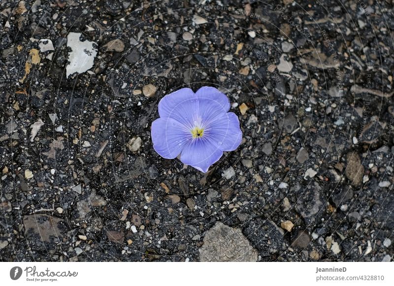 lilla Blüme auf grauem Asphalt Lila Blume lila Blüte Boden violett Flat lay grauer hintergrund einzeln alleine nachdenklich isoliert Trauer Straße Nahaufnahme