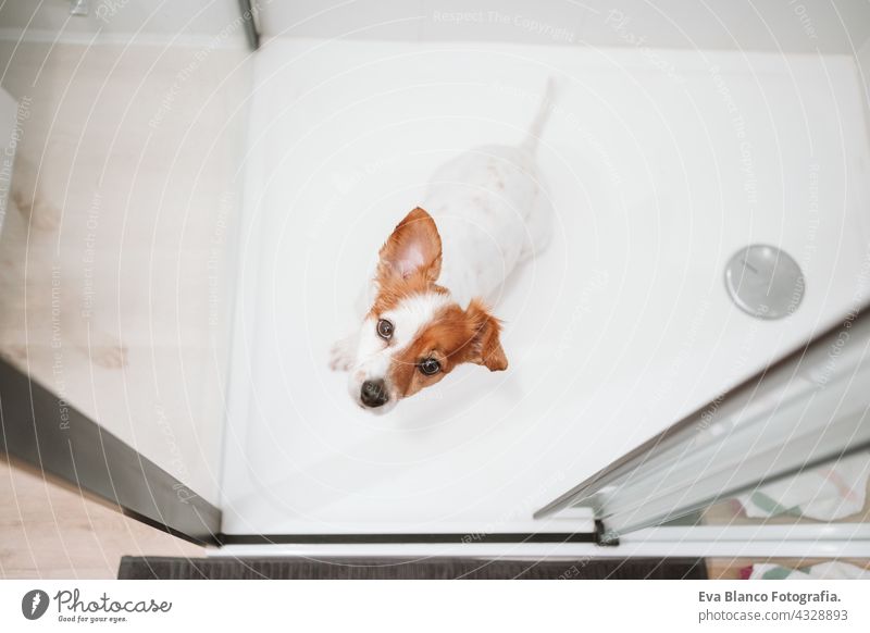 Draufsicht auf schöne Jack Russell Hund sitzt in der Dusche bereit für Bad Zeit. Haustiere drinnen zu Hause jack russell nass Waschen Sauberkeit baden