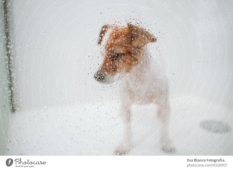 niedlichen nassen Jack Russell Hund stehen in der Dusche bereit für Bad Zeit. Selektiver Fokus auf Wassertropfen auf Glas. Haustiere drinnen zu Hause Tropfen