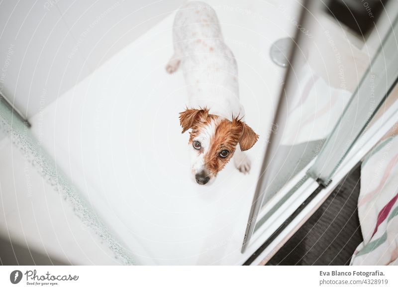 Draufsicht auf niedlichen nassen Jack Russell Hund stehen in der Dusche bereit für Bad Zeit. Haustiere drinnen zu Hause Tropfen Wasser jack russell Waschen