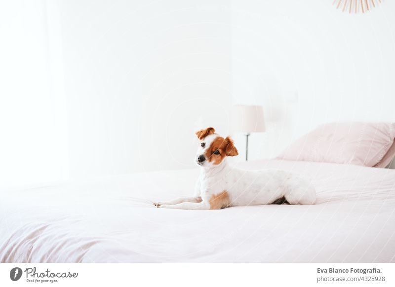 Niedlicher kleiner Jack Russell Hund, der tagsüber auf dem Bett ruht. Haustiere drinnen zu Hause jack russell heimwärts aussruhen schlafen müde niedlich