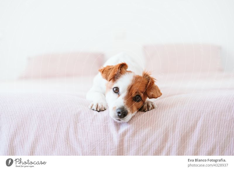 Nahaufnahme von niedlichen kleinen Jack Russell Hund ruht auf dem Bett während der Tageszeit. Haustiere drinnen zu Hause jack russell heimwärts tagsüber