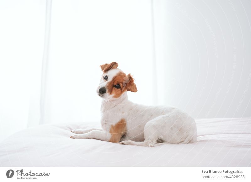 niedlich schönen kleinen Jack Russell Hund ruht auf dem Bett während des Tages. Haustiere drinnen zu Hause jack russell heimwärts tagsüber aussruhen schlafen