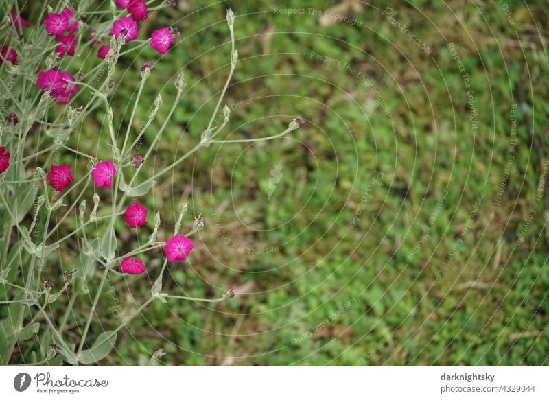 Kräftig leuchtende Kronen-Lichtnelke in einem Garten mit Wiese (Silene coronaria) Nelken Blüte Farbfoto Menschenleer Schwache Tiefenschärfe Textfreiraum oben