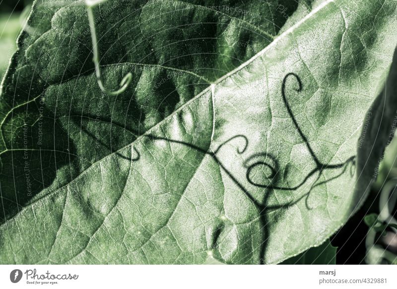 Tanz der Kringel auf einem Blatt von einer Kürbispflanze. spiralförmig natürlich abstrakt dünn drehen Ranke Pflanze Spirale Natur Sproßranke harmonisch
