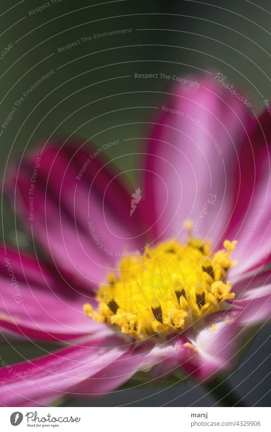 Einblicke in die Blüte der Cosmea Cosmeablüte Cosmos bipinnatus Schmuckkörbchen Blume Korbblütengewächs Pflanze Natur Frühlingsgefühle Gartenblume Blühend