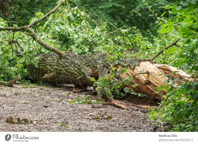 Unwetter wirft Baum um unwetter Sturm Außenaufnahme Umwelt Klima Sturmschaden stasse Menschenleer Schaden Tag entwurzelt Weg Klimawandel umgefallen Eiche Orkan