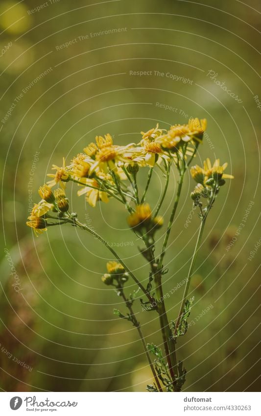 Makroaufnahme eines braunen Schmetterlings auf gelber Blume Blüte Natur Wiese Nektar Schmetterlinge Aus Landschaft Makro-Fotografie Sommer Pflanze Pollen Garten