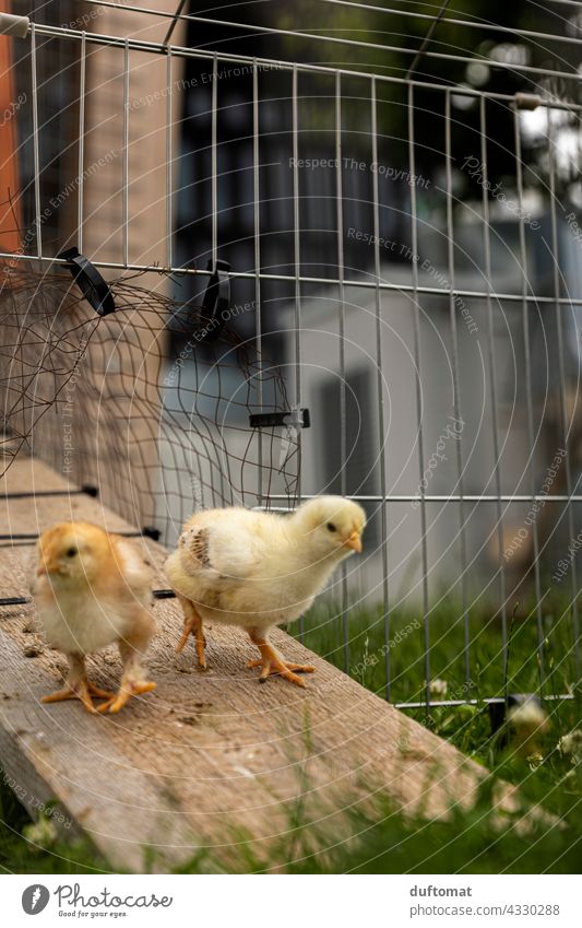 Zwei Hühner Küken kommen aus dem Stall Huhn Hühnchen klein Kind Nachwuchs Vogel Tier Tierporträt Tierjunges Nutztier Haushuhn Bauernhof Haustier Geflügel