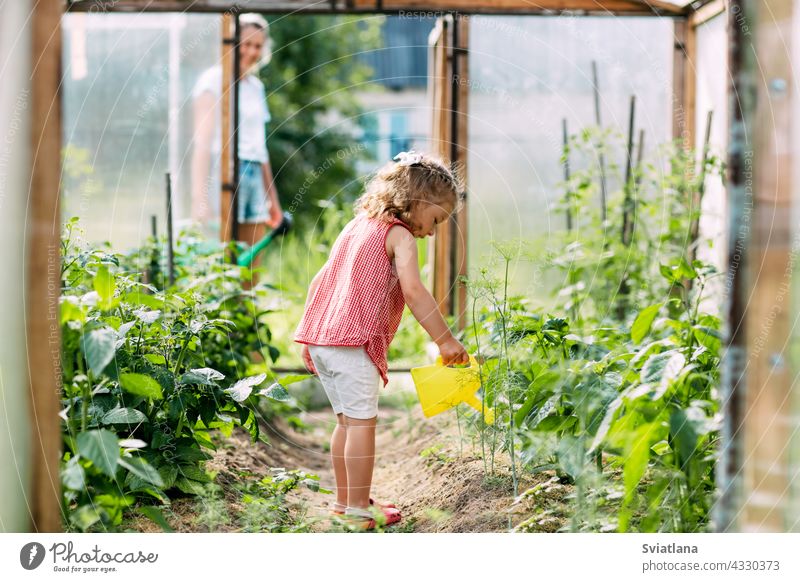Ein kleines Mädchen gießt im Sommer die Pflanzen im Gewächshaus, hilft bei der Pflege des Gartens. Kindheit, Assistentin der Mutter, Pflanzenpflege Baby