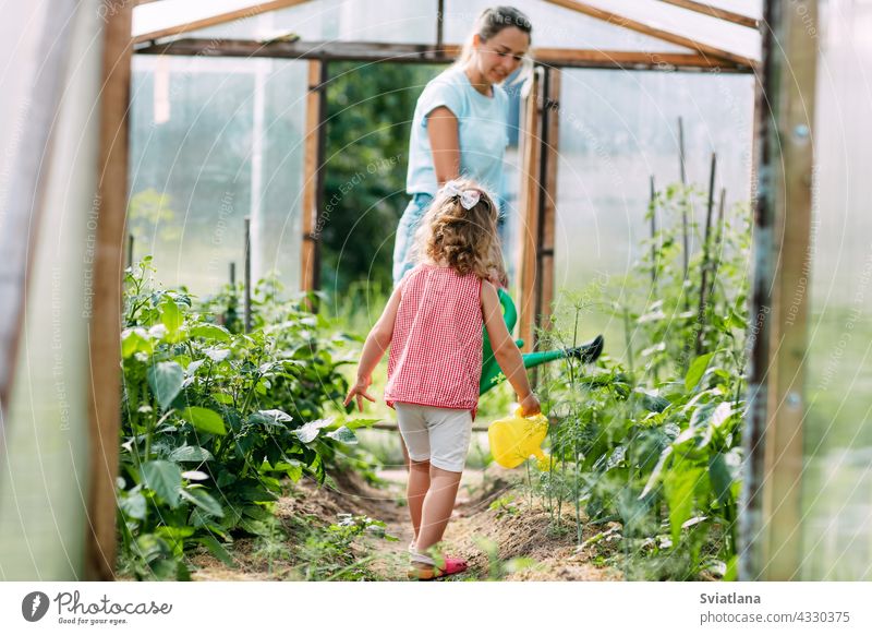 Ein glückliches kleines Mädchen hilft ihrer Mutter, die Pflanzen im Gewächshaus zu gießen. Kindheit, Elternschaft, Erziehung Tochter Baby Bewässerung Gießkanne