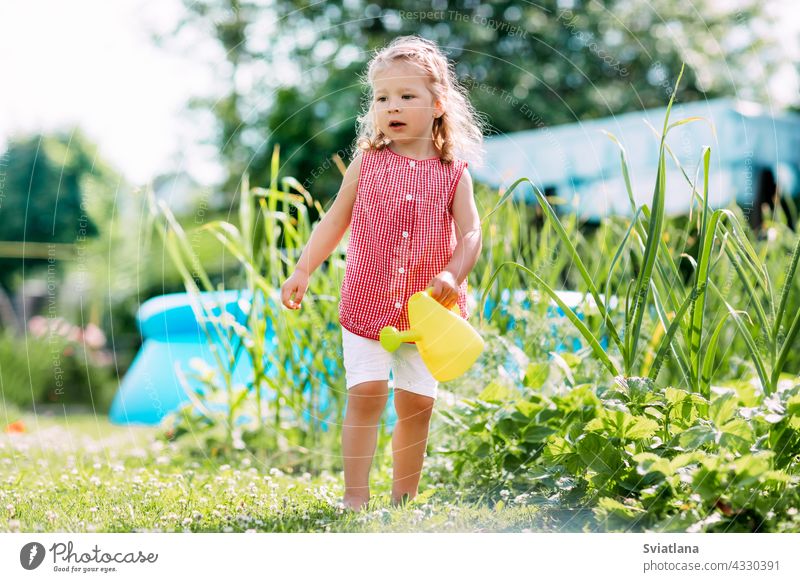 Ein charmantes Baby gießt einen Erdbeerbusch im Garten aus einer Kinderspielzeug-Gießkanne. Kindheit, Sonne, Sommer, Gartenarbeit Buchse Erdbeeren wenig Dose