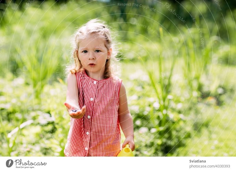 Ein kleines Mädchen sammelt und isst Beeren in ihrem Garten im Sommer an einem sonnigen Tag Baby sammelnd essen Gartenarbeit reif niedlich ländlich Kind Natur