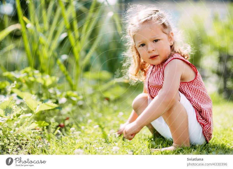 Ein süßes Baby sitzt auf dem Gras im Park oder im Garten Mädchen niedlich Sitzen bezaubernd Sommer schön Glück Natur Kind jung wenig grün Kaukasier Wiese sonnig