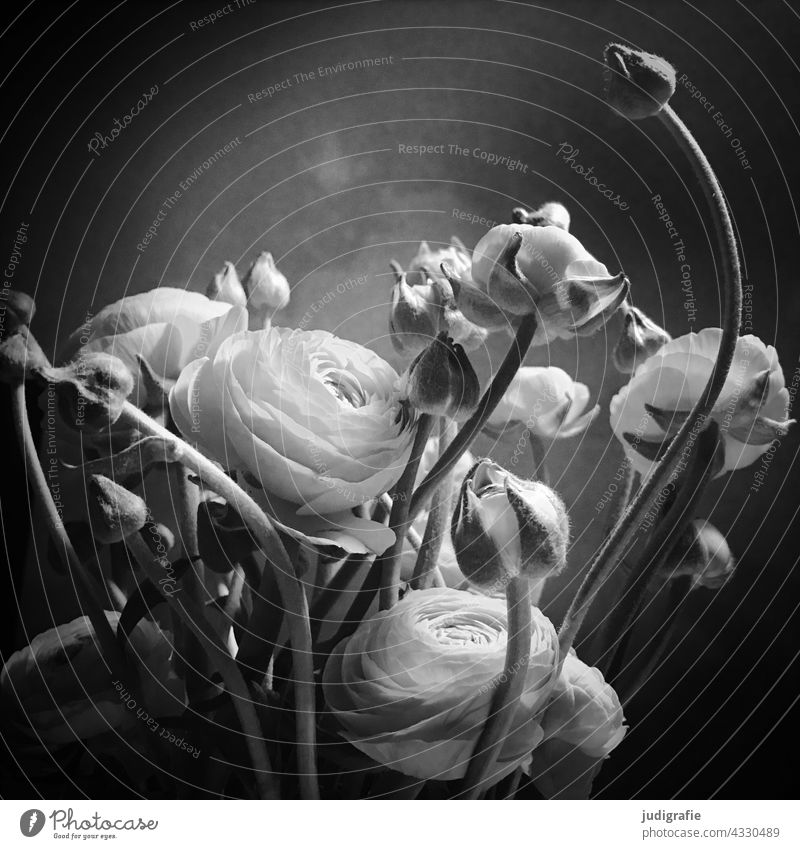 Ranunkeln im Quadrat Asiatischer Hahnenfuß Blume Blüte Blumenstrauß Knospe Schwarzweißfoto zart Pflanze Frühling Blütenblatt Blühend