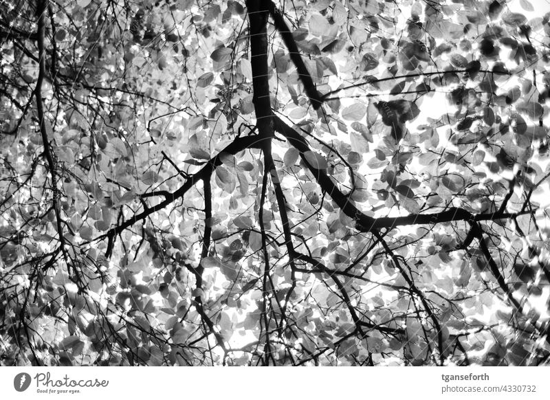 Licht fällt durchs Blattwerk Blätter Natur Baum Pflanze Umwelt Außenaufnahme Sonnenlicht Schönes Wetter Kontrast Äste Ast