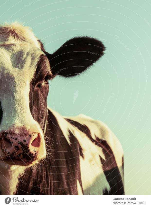 Holstein Kuh Porträt Ackerbau Tier schwarz bovin Rind Molkerei Bauernhof Landwirtschaft Kopf Viehbestand Säugetier altehrwürdig