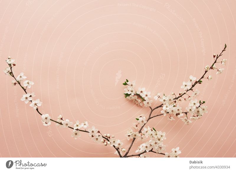 Blühender Baumzweig auf rosa Hintergrund Pflanze Blume Überstrahlung Ast sehr wenige Szene Design Blätter Pastell Transparente Mode Raum kreativ hell