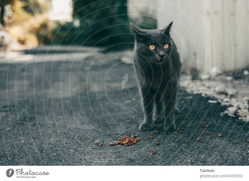 Obdachlose Katze frisst Spezialfutter auf einer Straße Tier Haustier katzenhaft heimatlos Katzenbaby Futter Porträt niedlich essen klein Lebensmittel im Freien