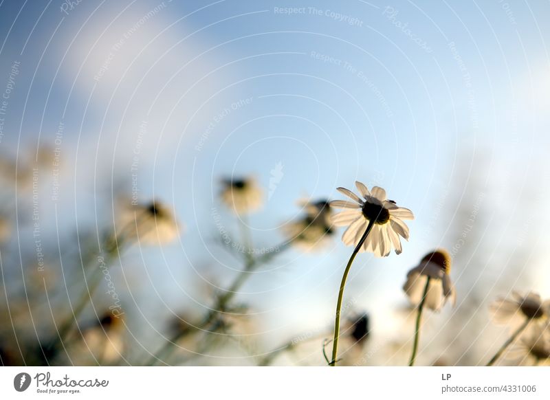Kamille Blume gegen einen Himmel Hintergrund Schwache Tiefenschärfe Sonnenlicht Tag Textfreiraum oben Außenaufnahme Alternativmedizin Blauer Himmel Leichtigkeit