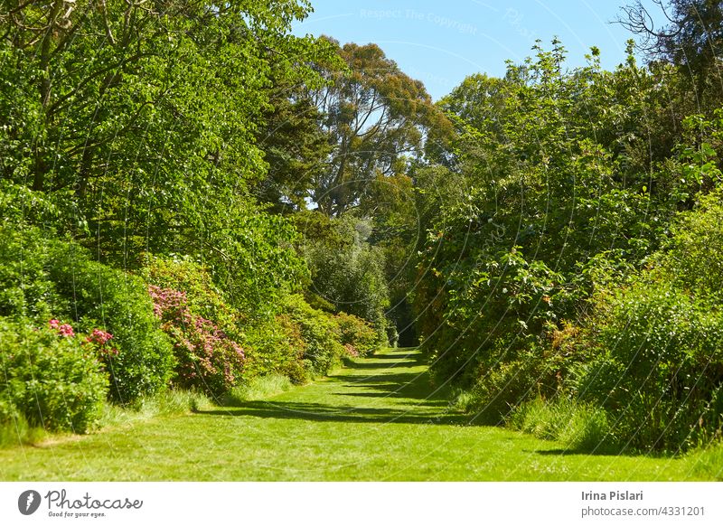 Der landschaftlich gestaltete Avoca-Garten in der Grafschaft Wicklow, Irland. avoca Hintergrund schön Überstrahlung Blüte hell Buchse Farbe farbenfroh Tag