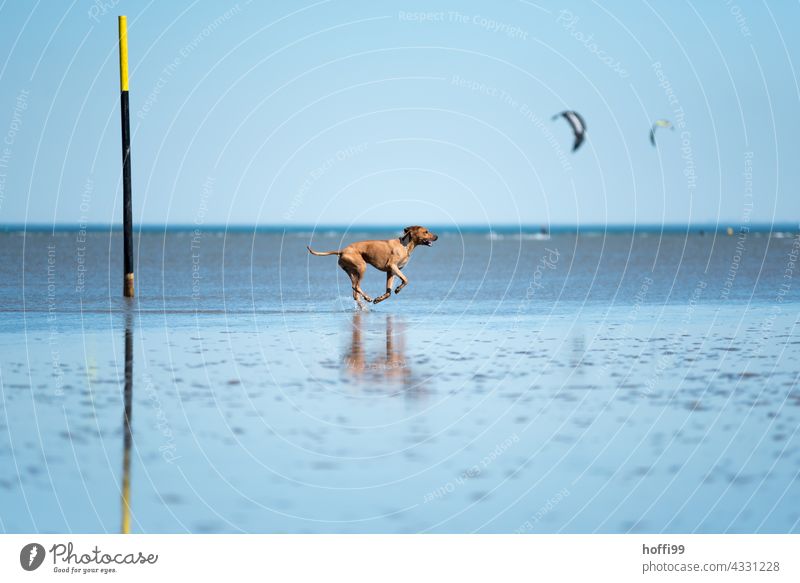 der Hund rennt bei Ebbe durchs Watt Strand Reinrassig Tierporträt Wattwandern Wattenmeer Nordsee Bewegung rennen 1 Freude Lebensfreude Sonnenlicht Sommer