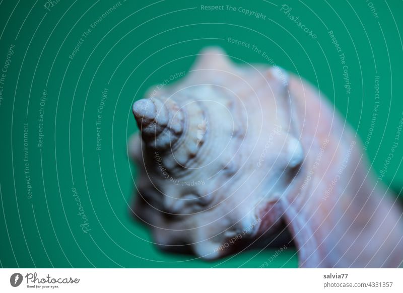 Schneckenhut Meeresschnecke Schneckenhaus Schutz Strukturen & Formen Muster Spirale Hintergrund neutral Symmetrie Menschenleer Freisteller Makroaufnahme