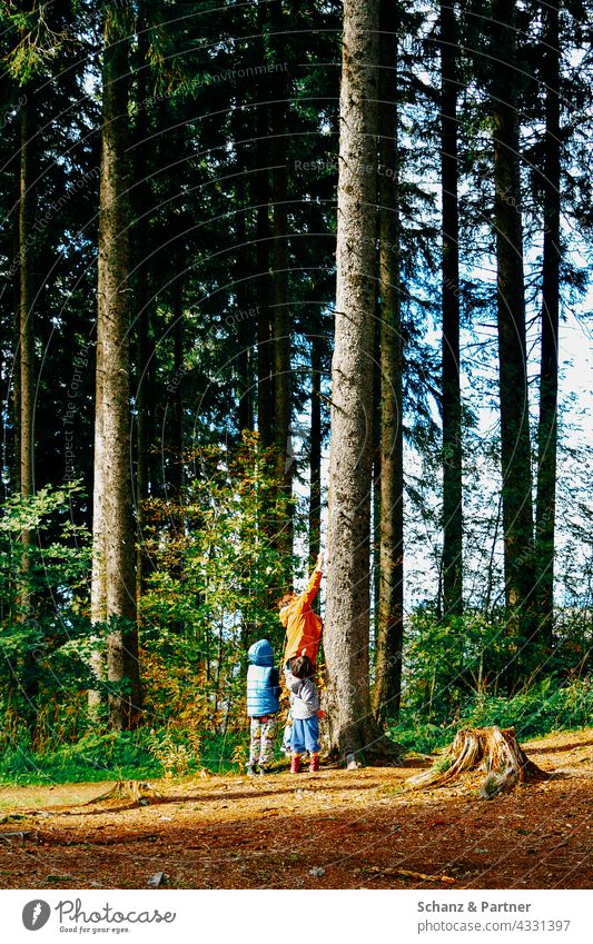 Erwachsene und Kinder an einem Baum im Wald Wanderung Familie Urlaub Baumstamm Natur Erlebnis erkunden Sommer Abenteuer im Freien reisen Landschaft Trekking