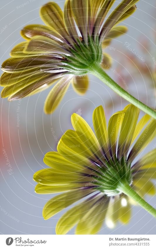 Sorte des Kapkörbchens (Osteospermum ecklonis); es ist eine beliebte  Balkonpflanze Blume Züchtung Blütenstand blühen gelb violett geringe Tiefenschärfe