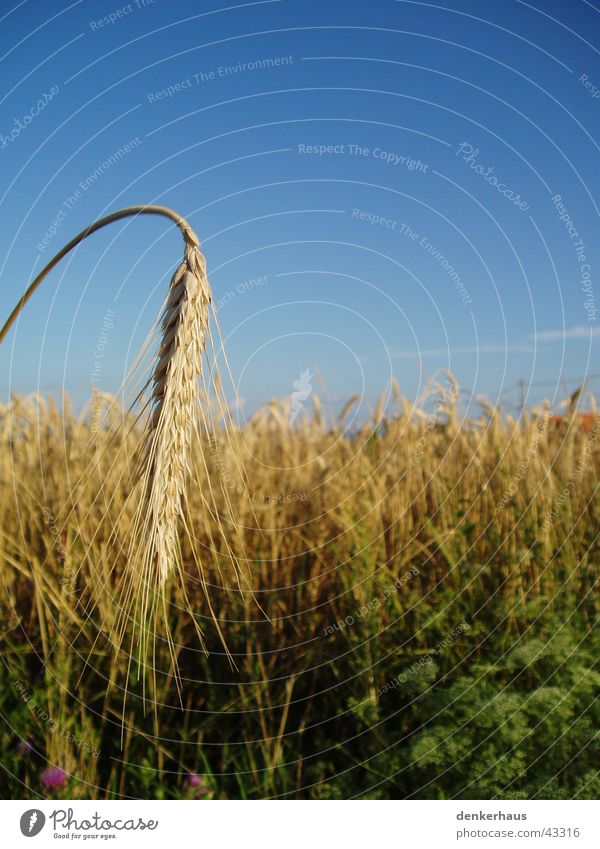 Gerste ganz nah Landwirtschaft Feld gelb braun Getreide Gerstenkorn blau Himmel