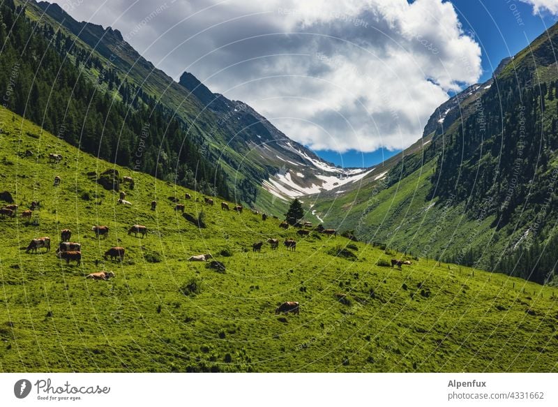 Passkontrolle Berge u. Gebirge Kühe Kühe auf der Weide Wiese Kuh Landwirtschaft Natur Zillertal Zillertaler Alpen Rind Landschaft Gras Tier Herde Sommer grün