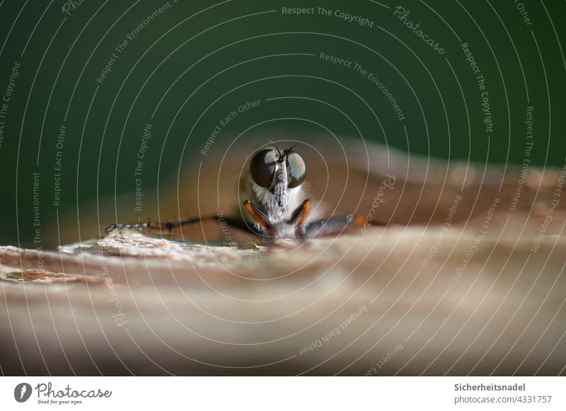 Nahaufnahme Raubfliege Makroaufnahme Detailaufnahme Natur Fliege Farbfoto Insekt Außenaufnahme Augen Menschenleer