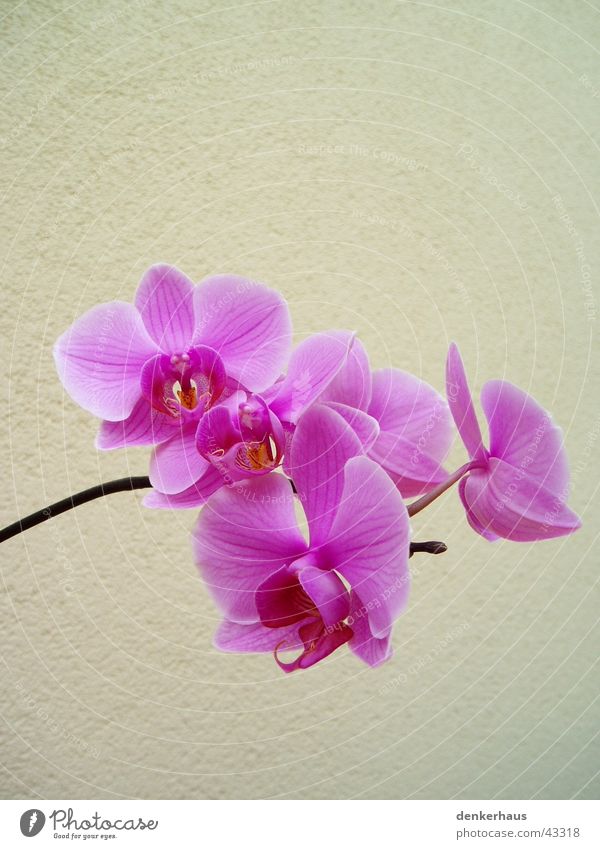 Orchidea Orchidee Blume Pflanze Blüte Blühend Nahaufnahme