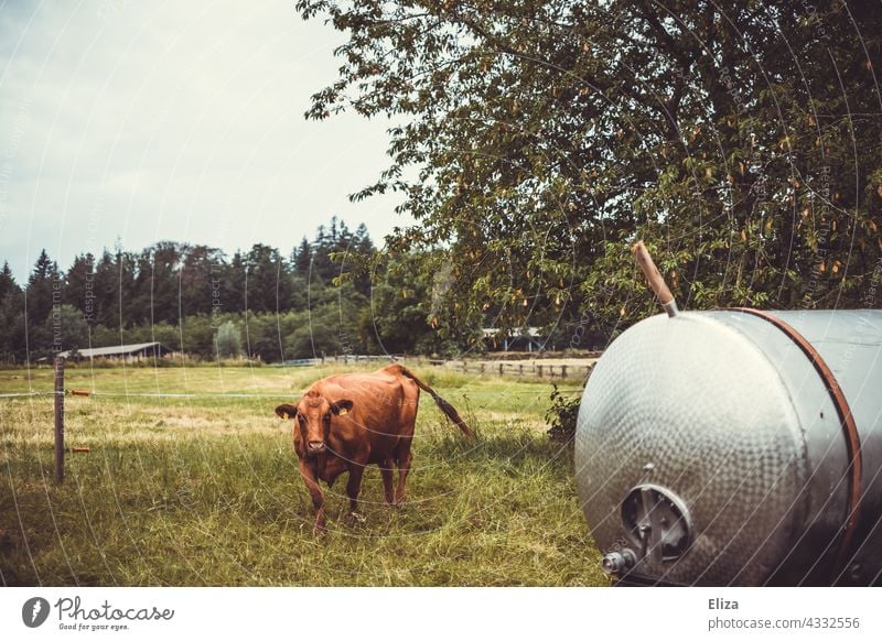 Eine Kuh auf der Weide braun Rind Natur alleine Tier einzeln Gras Wiese Nutztier Landwirtschaft Landschaft Tierporträt grün Landleben