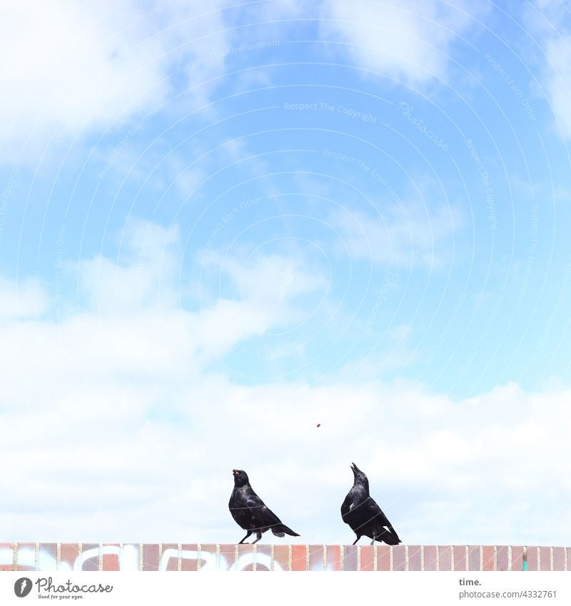 ParkTourHH21 | checken & snacken mauer krähe himmel futter fangen fliegen vogel zwei sonnig wolken sitzen schönes wetter